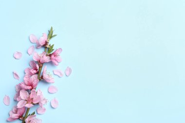 Açık mavi arka planda güzel sakura ağaçları çiçek açar. Metin için boşluk