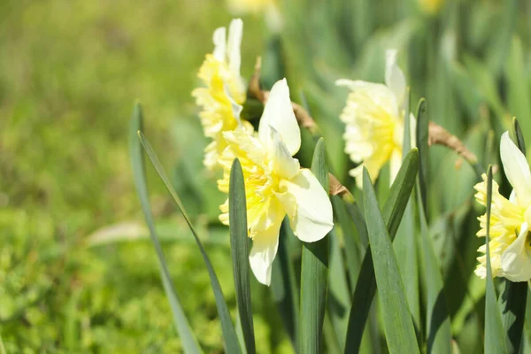 Hermosos Narcisos Creciendo Jardín Día Soleado Primer Plano Espacio Para —  Fotos de Stock