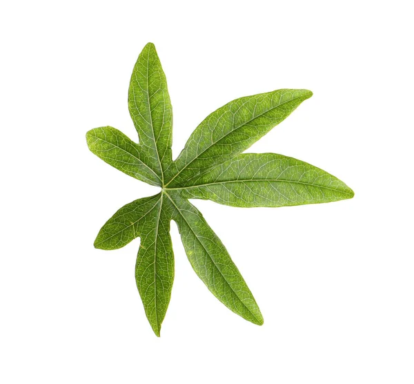 Feuille Passiflora Isolée Sur Blanc Plante Fruitière Passion — Photo