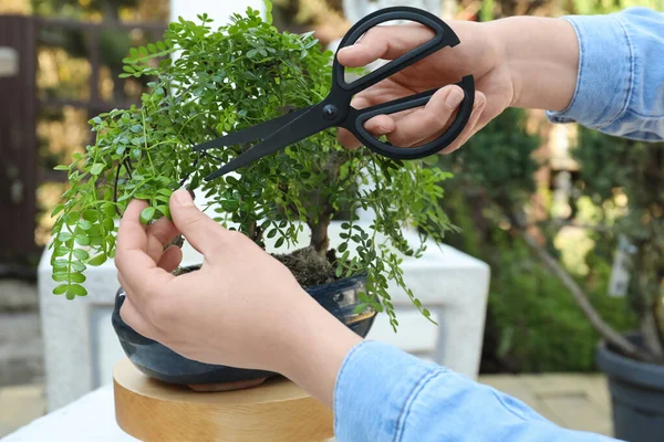 Γυναίκα Κοπή Όμορφο Δέντρο Bonsai Εξωτερικούς Χώρους Closeup — Φωτογραφία Αρχείου