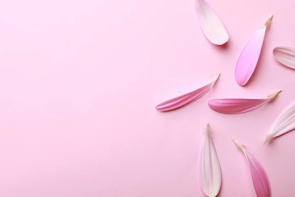 Bonitas Pétalas Gerbera Frescas Fundo Rosa Flat Lay Espaço Para — Fotografia de Stock