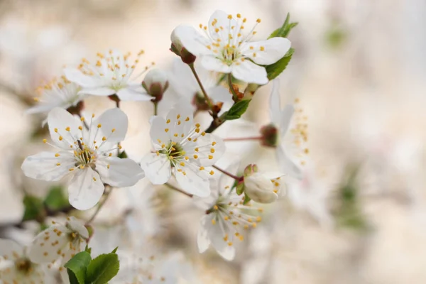 Wiśnia Białymi Kwiatami Rozmytym Tle Zbliżenie Sezon Wiosenny — Zdjęcie stockowe