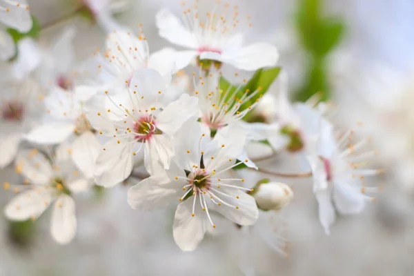 Cerejeira Com Flores Brancas Fundo Borrado Close Temporada Primavera — Fotografia de Stock