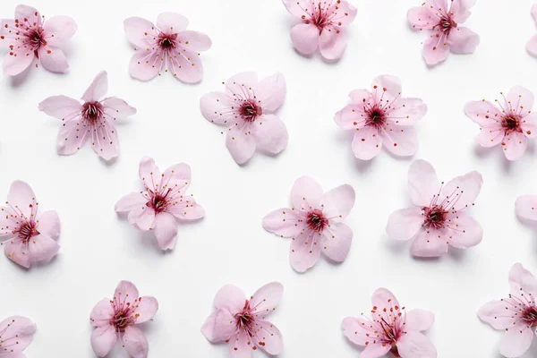 Schöne Rosa Kirschbaumblüten Auf Weißem Hintergrund Draufsicht — Stockfoto