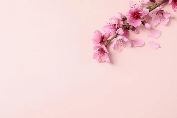 Piękne Kwiaty Drzewa Sakura Beżowym Tle Płaskie Leżaki Miejsce Tekst — Zdjęcie stockowe