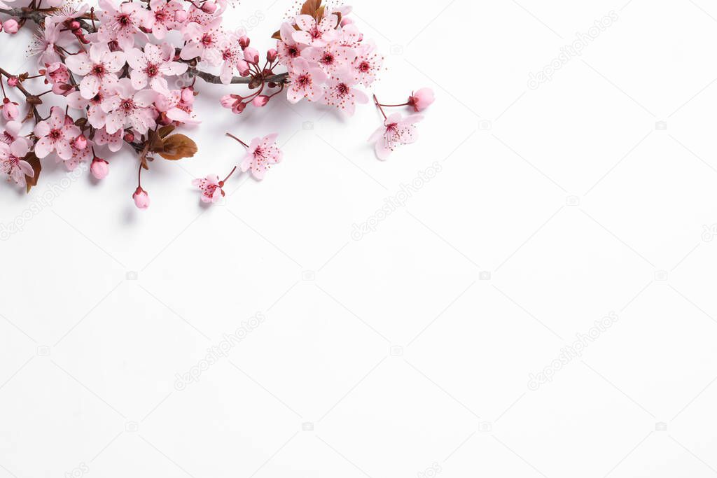 Cherry tree branch with beautiful pink blossoms on white background, top view. Space for text