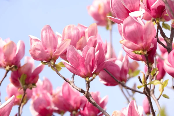 Lindo Magnólia Árvore Com Flor Rosa Livre Close Temporada Primavera — Fotografia de Stock