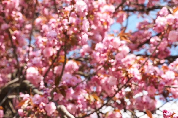 Vista Borrosa Del Hermoso Árbol Sakura Flor Aire Libre Efecto — Foto de Stock