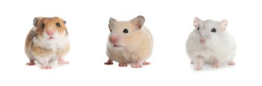 Beyaz arka planda sevimli ve komik hamsterlar. Pankart tasarımı