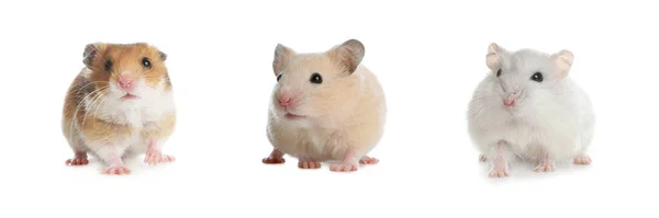 Conjunto Com Hamsters Engraçados Bonitos Fundo Branco Design Banner — Fotografia de Stock