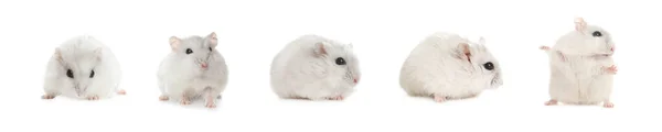 Set Cute Funny Hamsters White Background Banner Design — Stock Photo, Image