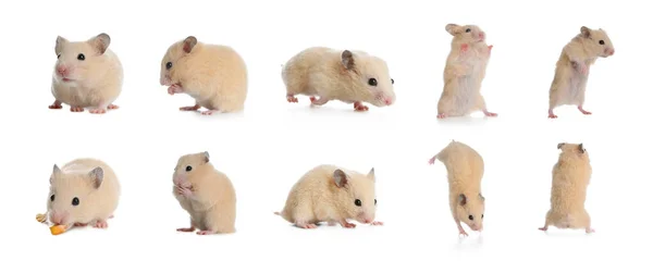 Conjunto Com Hamsters Engraçados Bonitos Fundo Branco Design Banner — Fotografia de Stock