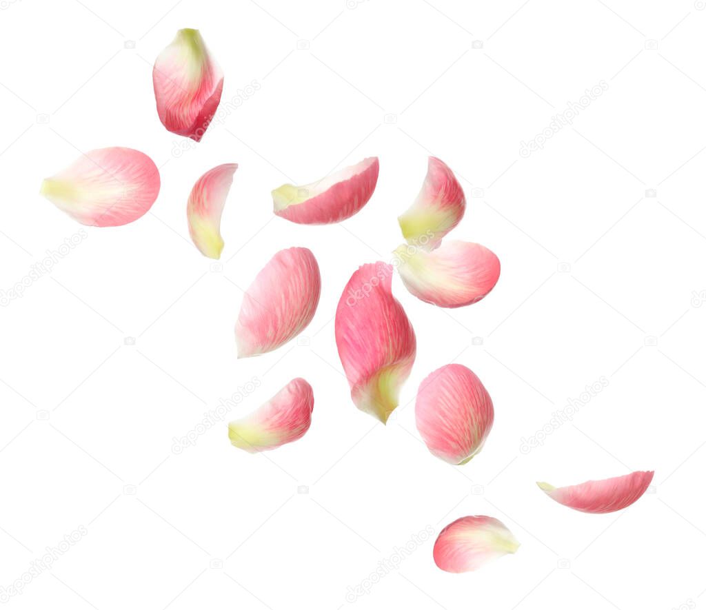 Beautiful tender petals flying on white background