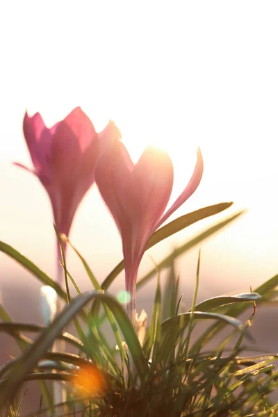 Свежие Фиолетовые Крокус Цветы Растущие Весной Утром — стоковое фото