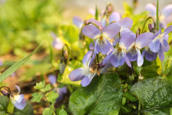 Schöne Wilde Veilchen Blühen Wald Raum Für Text Frühlingsblumen — Stockfoto