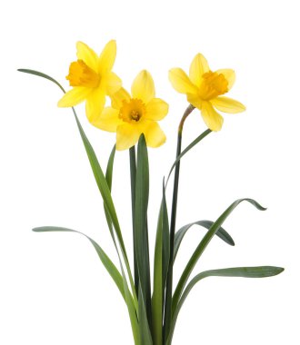 Beyaz arka planda güzel sarı nergis çiçekleri