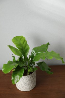 Ahşap masada taze eğreltiotu. Metin için boşluk