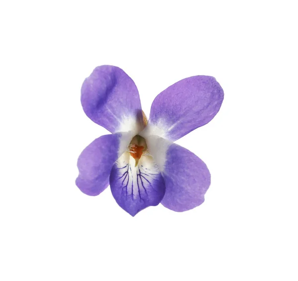 Beau Bois Violet Sur Fond Blanc Fleur Printemps — Photo