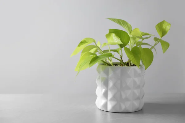 Beautiful Houseplant Pot Light Background Space Text — Stock Photo, Image