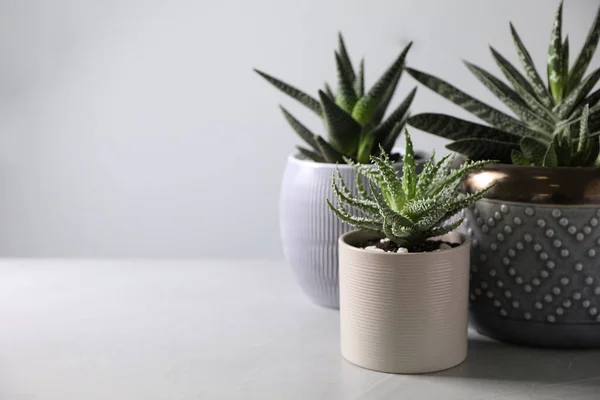 Lindas Plantas Sala Vaso Fundo Claro Espaço Para Texto — Fotografia de Stock