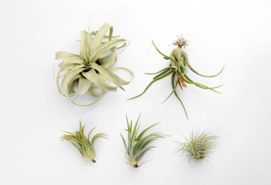 Beyaz arka planda güzel tilkiler, düz bir zemin. Egzotik bitkiler