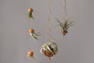 Tillandsia bitkileri gri arka planda asılı duruyor. Ev dekorasyonu