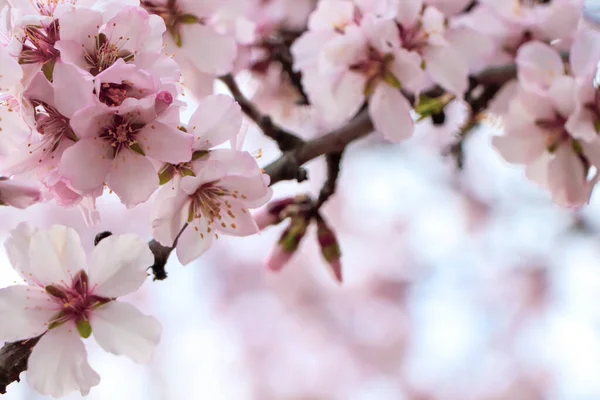 Ніжна Весняно Рожева Вишня Дереві Відкритому Повітрі Крупним Планом — стокове фото
