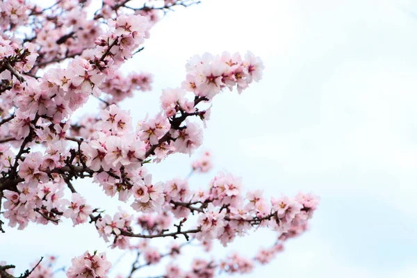 Ніжна Весняно Рожева Вишня Дереві Відкритому Повітрі — стокове фото