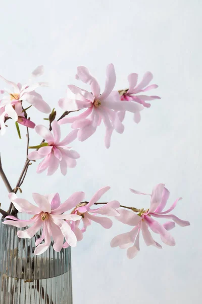 Magnolia Ramas Árbol Con Hermosas Flores Jarrón Vidrio Sobre Fondo —  Fotos de Stock