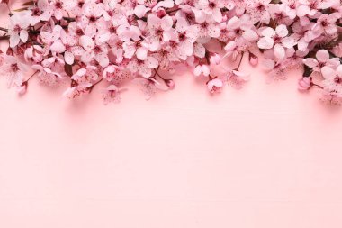 Pembe ahşap masa üzerinde güzel çiçekleri olan kiraz ağacı dalı, düz uzanmış. Metin için boşluk