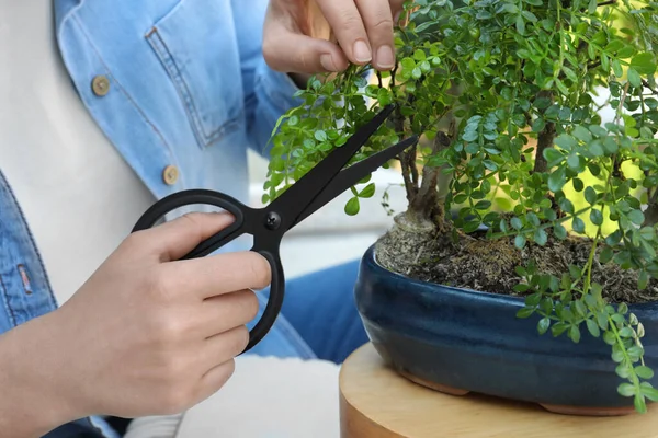 Vrouw Snijden Mooie Bonsai Boom Buiten Close — Stockfoto