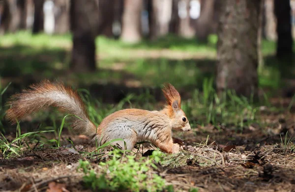 Cute Red Squirrel Ground Forest — Stock Photo, Image