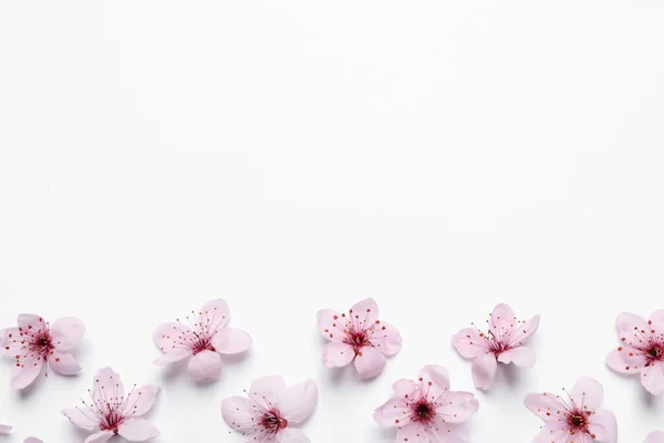 Schöne Rosa Kirschbaumblüten Auf Weißem Hintergrund Draufsicht Raum Für Text — Stockfoto