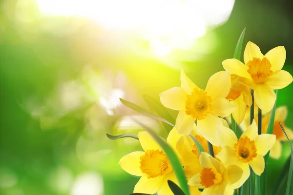 Lindos Narcisos Amarelos Florescendo Livre Dia Ensolarado Espaço Para Texto — Fotografia de Stock