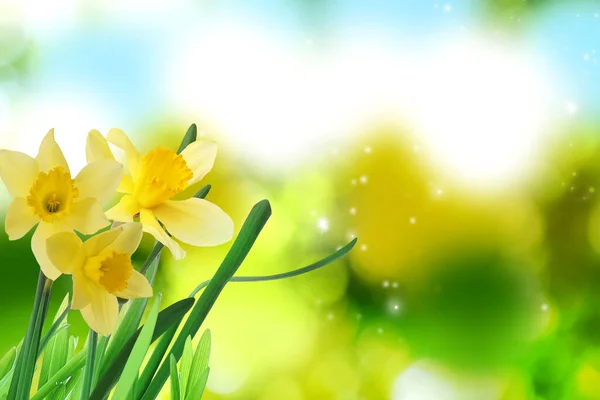 Lindos Narcisos Amarelos Florescendo Livre Dia Ensolarado Espaço Para Texto — Fotografia de Stock