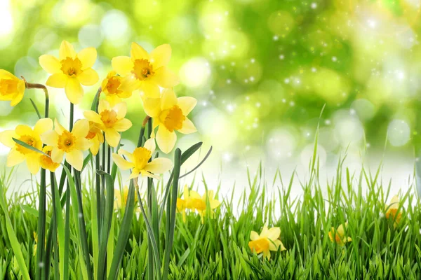 Lindos Narcisos Amarelos Florescendo Livre Dia Ensolarado Espaço Para Texto — Fotografia de Stock