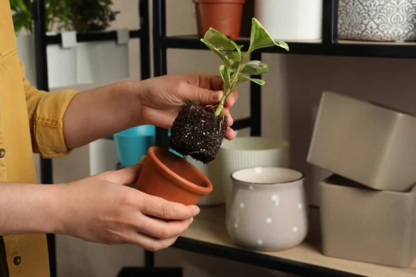 Mujer Transplantando Hermosa Planta Interior Nueva Olla Interior Primer Plano — Foto de Stock