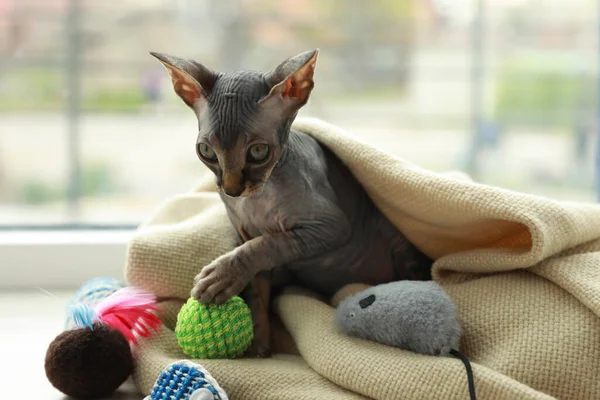 스러운 스핑크스 고양이는 근처에서 장난감을 가지고 — 스톡 사진