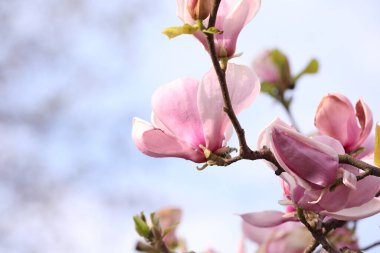Açık havada pembe çiçekli güzel manolya ağacı, yakın plan. Bahar mevsimi