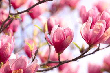 Açık havada pembe çiçekli güzel manolya ağacı, yakın plan. Bahar mevsimi