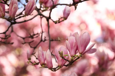 Açık havada pembe çiçekli güzel manolya ağacı, yakın plan. Bahar mevsimi