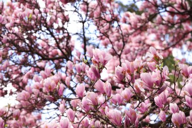 Pembe çiçekli güzel manolya ağacı. Bahar mevsimi