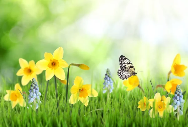 Hermosa Floración Narcisos Amarillos Aire Libre Día Soleado — Foto de Stock