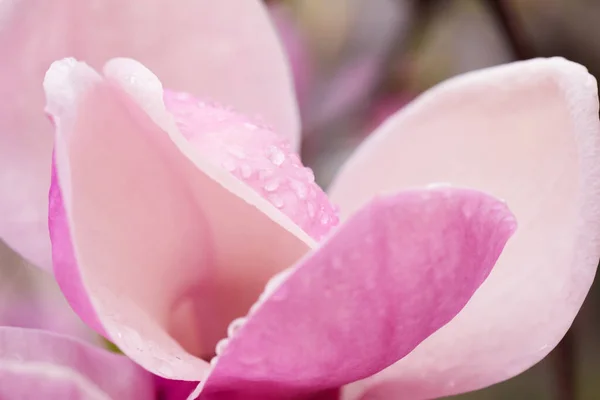 Magnolia Indah Bunga Dengan Air Tetes Luar Closeup Spring Blossom — Stok Foto