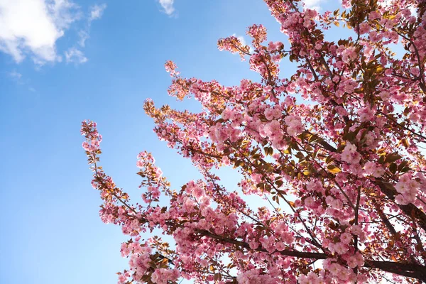 Ніжна Весняно Рожева Вишня Дереві Тлі Блакитного Неба — стокове фото