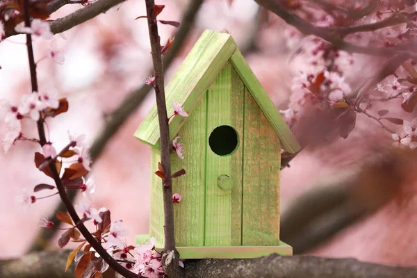 Maison Oiseaux Verts Sur Branche Arbre Extérieur — Photo