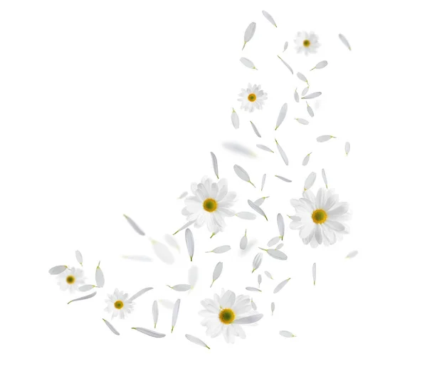 Lindas Flores Pétalas Voando Sobre Fundo Branco — Fotografia de Stock