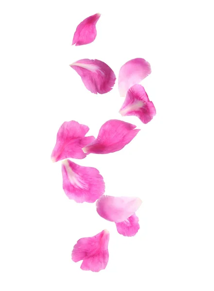 Schöne Zarte Blütenblätter Fliegen Auf Weißem Hintergrund — Stockfoto