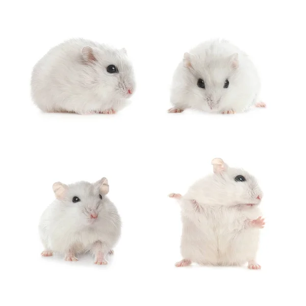 Set Cute Funny Hamsters White Background — Stock Photo, Image
