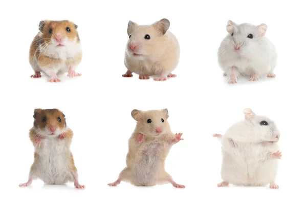 Conjunto Com Hamsters Engraçados Bonitos Fundo Branco — Fotografia de Stock